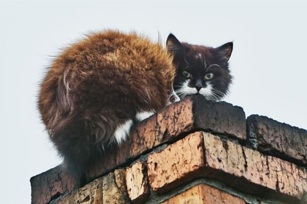 CHIMNEY REPAIR DUBLIN - Handyman Dublin